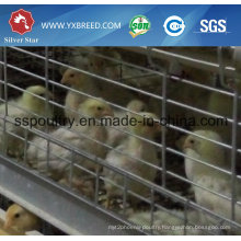 H-Type Chicken Layer Cage for Broiler with Automatic Systems